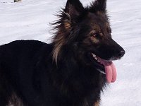 Shani